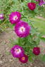 Big Smile rose photo