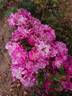 Fleissiges Lieschen rose photo