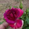 Andenken an Anke Kuhbier rose photo