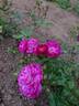 Fleissiges Lieschen rose photo
