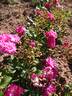 Fleissiges Lieschen rose photo