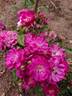 Fleissiges Lieschen rose photo