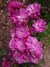 Fleissiges Lieschen rose photo