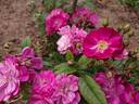 Fleissiges Lieschen rose photo