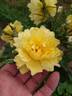 Golden Joy rose photo