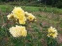 Golden Joy rose photo