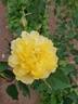 Golden Joy rose photo