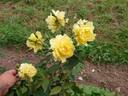 Golden Joy rose photo