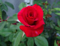 Habitat for Humanity rose photo