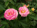 Heart 'n' Soul rose photo