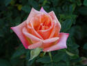 Hot Romance rose photo
