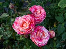 Hypnotized rose photo