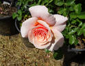 Iced Ginger rose photo