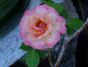 Iced Tea rose photo