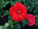 Impatient rose photo