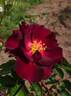 Hello Darkness rose photo
