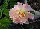 Jan's Wedding rose photo