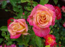 Josh Alonso ™ rose photo
