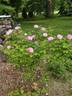 Sarah Van Fleet rose photo