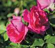 Caroline Hunt rose photo