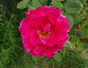 Jacaranda rose photo