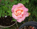 La Jolla rose photo