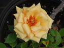 Lady Belper rose photo