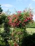 Gruss an Freundorf rose photo