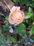 Impala ® rose photo