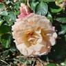 Engelsgesicht rose photo