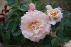 Engelsgesicht rose photo