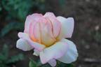 Engelsgesicht rose photo