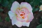 Engelsgesicht rose photo