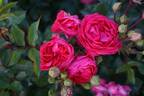 Rosenwunder von Schloss Hexenagger rose photo