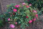 Rosenwunder von Schloss Hexenagger rose photo
