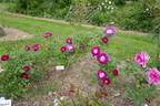 Big Smile rose photo