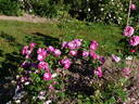 Big Smile rose photo