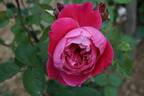 Academia rose photo