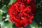 Traviata ™ rose photo