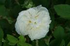 La Neige rose photo
