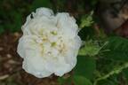 La Neige rose photo