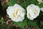 La Neige rose photo