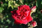 R. gallica conditorum rose photo