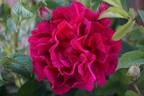 R. gallica conditorum rose photo