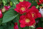 <i>Rosa francofurtana</i> Borkh. rose photo