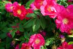<i>Rosa francofurtana</i> Borkh. rose photo