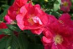 <i>Rosa francofurtana</i> Borkh. rose photo