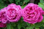 Tom Wood rose photo