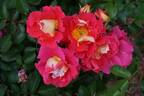 Bajazzo rose photo