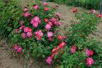 Bajazzo rose photo
